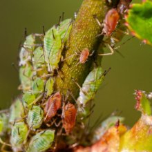 freddawson Aphids M3