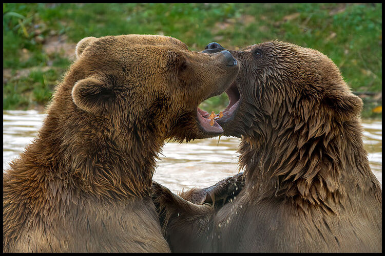 michael wort Bare necessities, Phil Harris M4NW IWPS