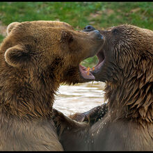 michael wort Bare necessities, Phil Harris M4NW IWPS