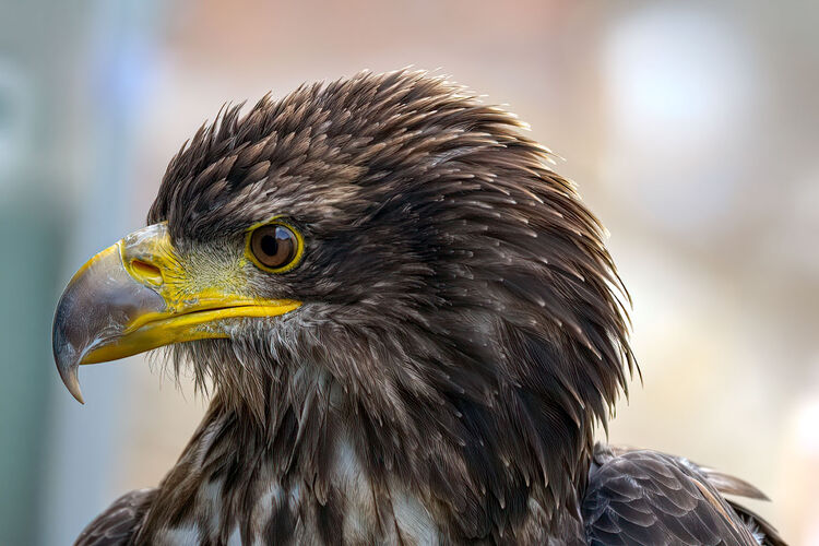 michael wort bald eagle M1 NW IWPS