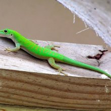 robert skinner Green-gecko-M3