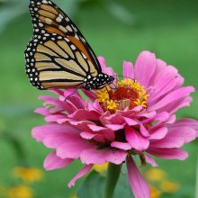 robert skinner Monarch at butterfly world M3