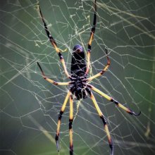 robert skinner On the web M3