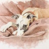 Phoebe hiding in her cushion