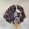 Spaniel