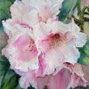 Pink Frills
