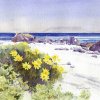 Sand Sea and Dasies