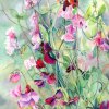 sweet peas