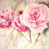 Anne's roses