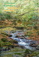 Autumn Colours in Northern Ireland 2 (Portrait)