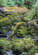 Autumn Colours in Northern Ireland 4 (Portrait)