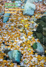 Autumn Colours in Northern Ireland 6 (Portrait)