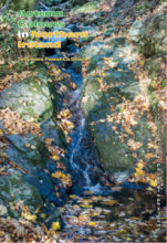 Autumn Colours in Northern Ireland 8 (Portrait)