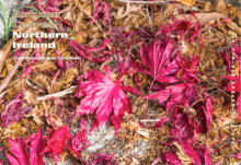 Autumn Leaves Northern Ireland 2 (Landscape)