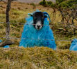 The Blue Sheep