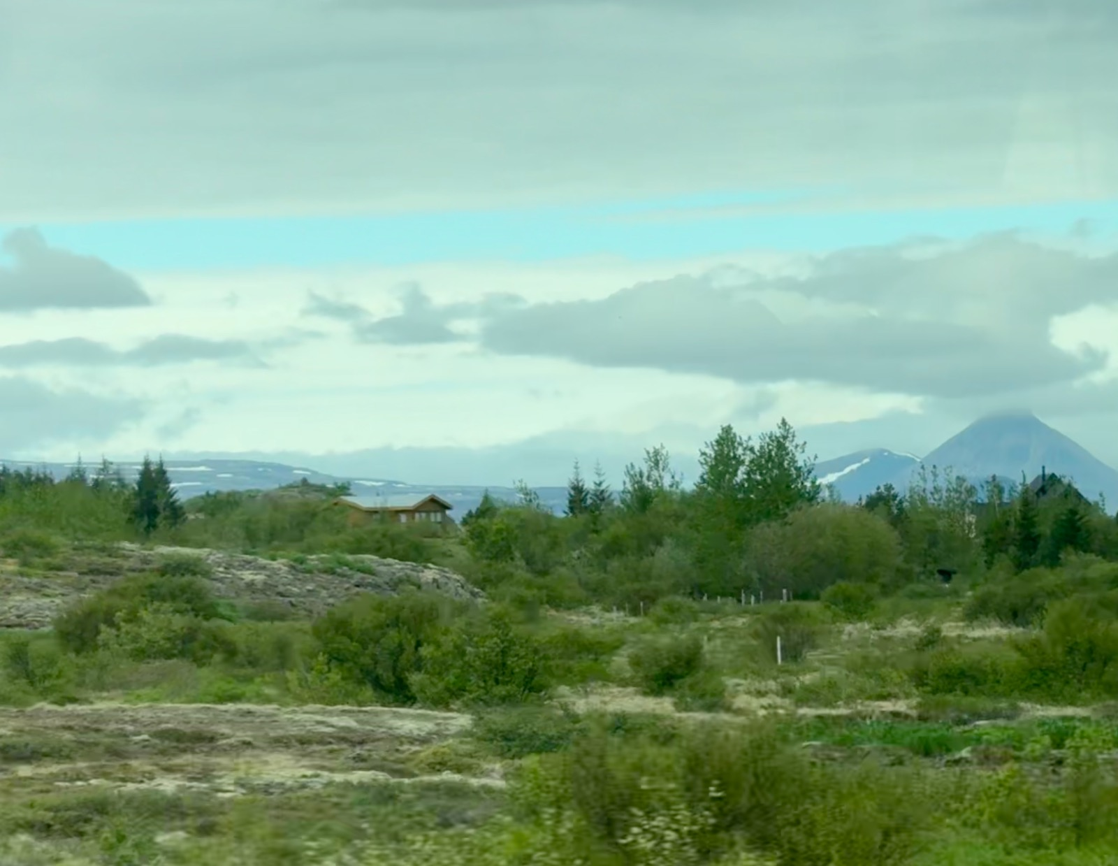 Iceland Trees?