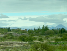 Iceland Trees?