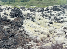 Lava Moss