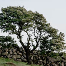 Hawthorn Tree