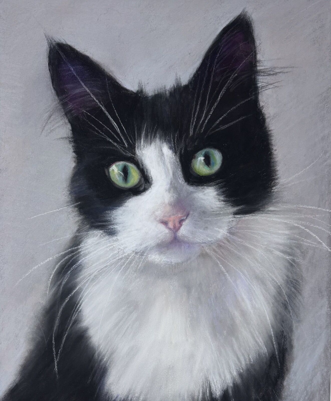 Cat black white tuxedo