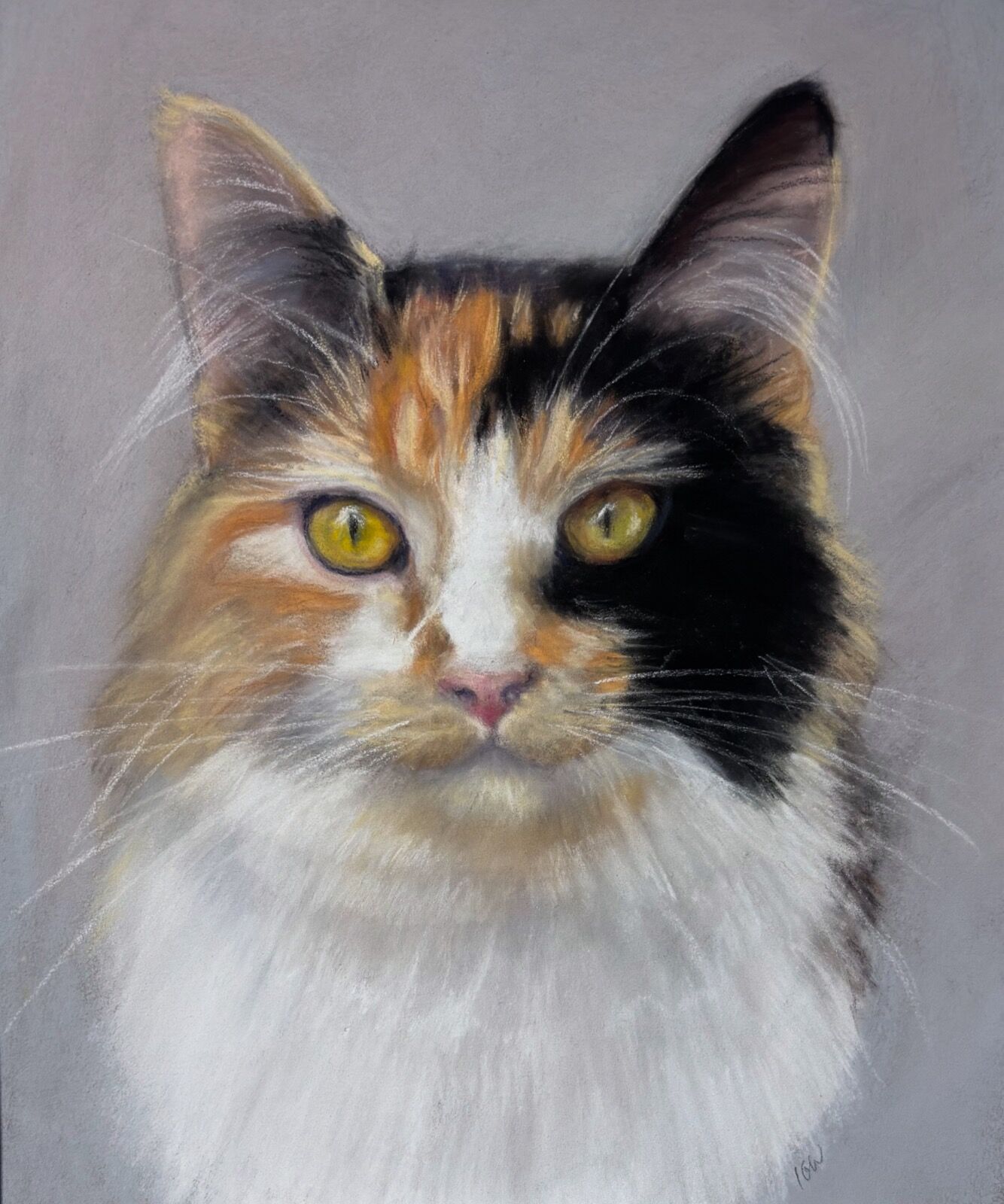cat tortoiseshell
