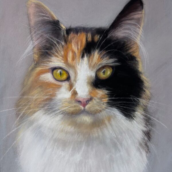cat tortoiseshell