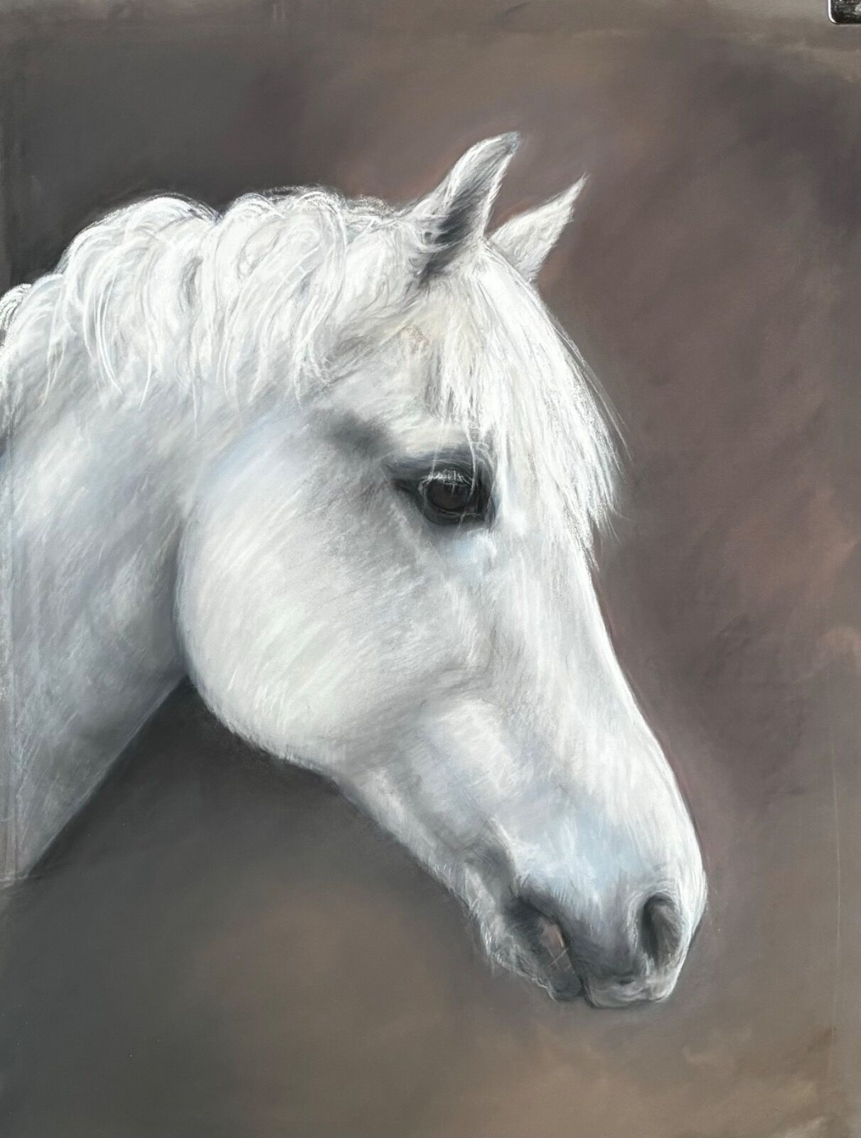 Billy, the white grey Connemara pony