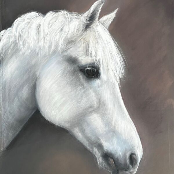 Billy, the white grey Connemara pony