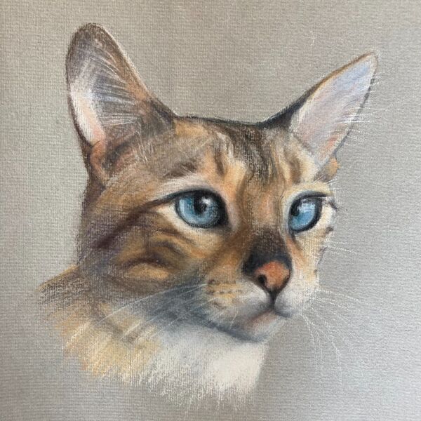 Purdey the Bengal