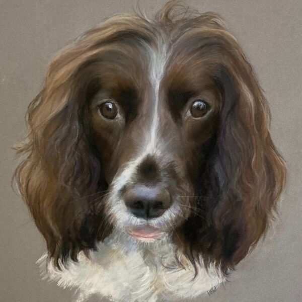 Springer Spaniel