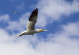 Gannet (17)