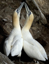 Gannets (20)