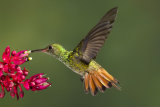 Humming bird (18)