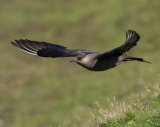 Arctic skua (18)