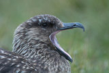 Great skua