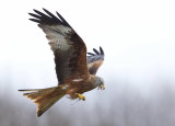 Red kite (15)