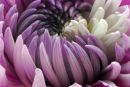 Chrysanthemum