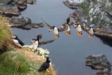 Puffin landing (17)
