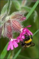Bee eater with dragon fly