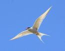 Arctic tern in flight