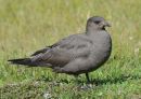 Great Arctic skua