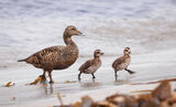 Eider ducks (9)