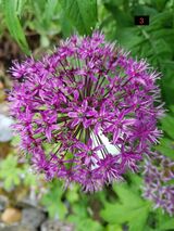 Flower (2nd Equal)