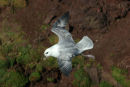 Fulmar