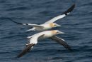 Gannets in flight