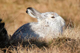 Mountain hare (15)