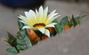 Gazania