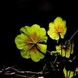 Geranium leaf, back-lit