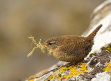 Shetland wren (18)