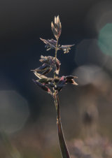 Against the light (2nd)